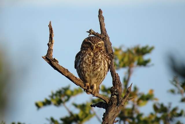 Little Owl 3