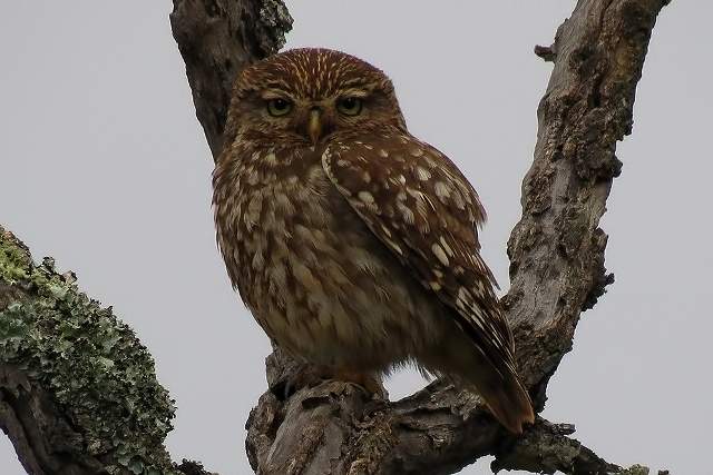 Little Owl 4