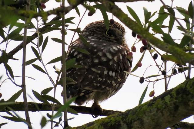 Little Owl 5