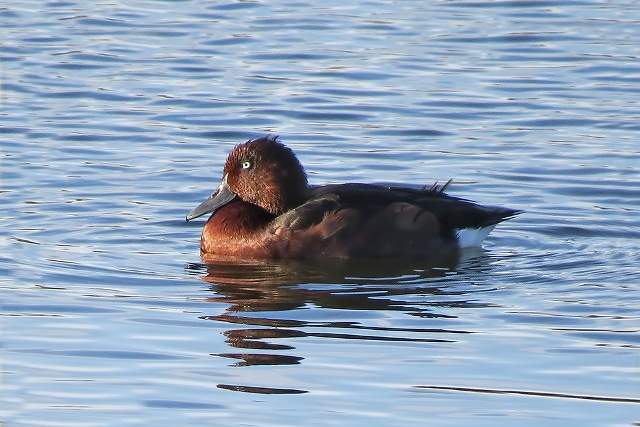 Ferruginous Duck 1