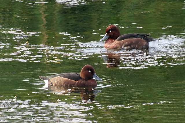 Ferruginous Duck 2