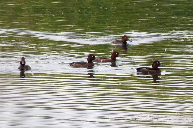Ferruginous Duck 3