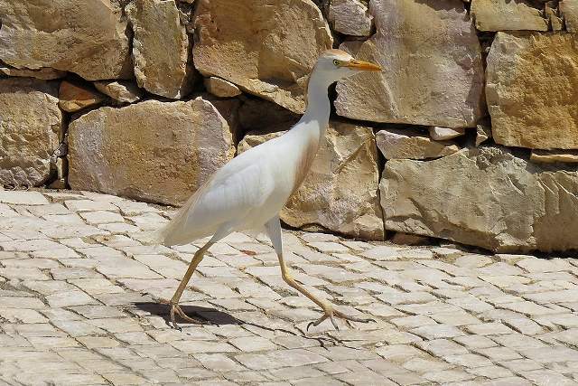 Cattle Egret on a pavement