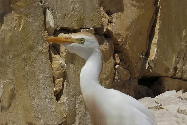Cattle Egret, Closeup