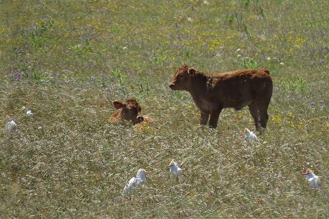 Cattle Egret with cattle