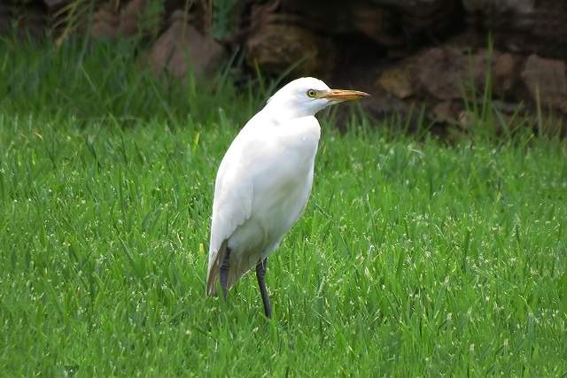 Cattle Egret on a lawn