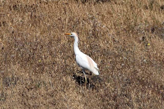 Cattle Egret, Portugal