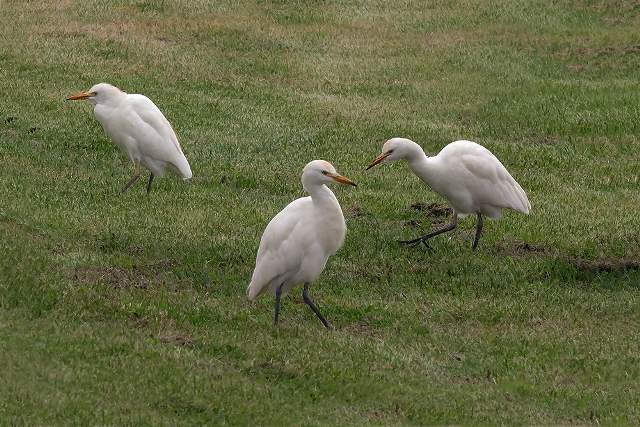 Cattle Egret, Algarve