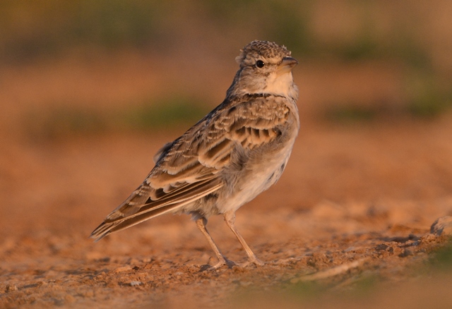 Greater Short-toed Lark