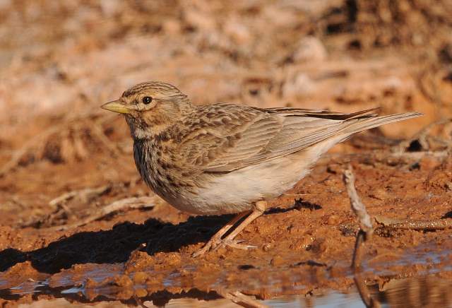 Lesser Short-toed Lark