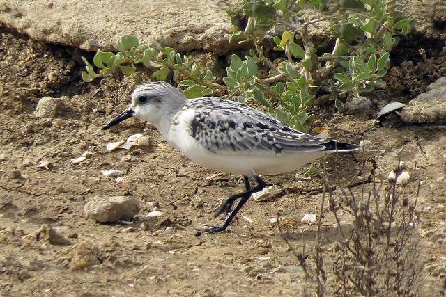 Sanderling 4