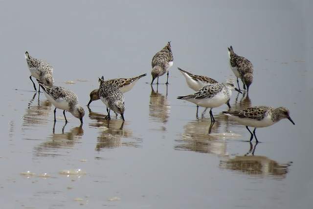 Sanderlings 5