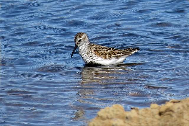 Dunlin 3