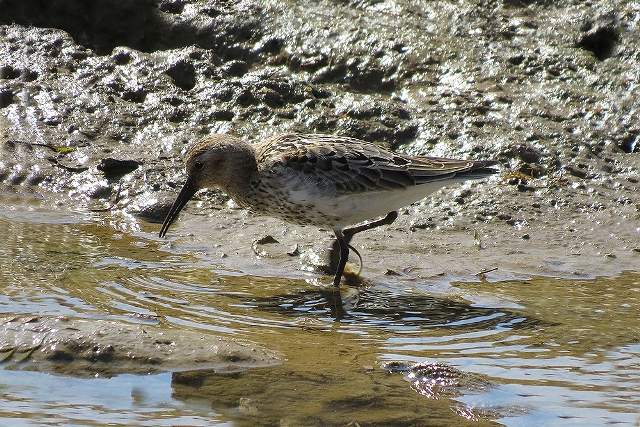 Dunlin 5