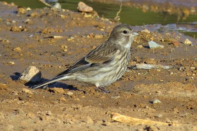 Linnet 3
