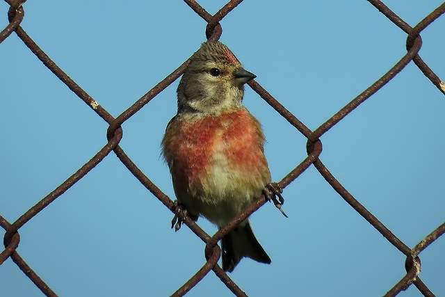 Linnet