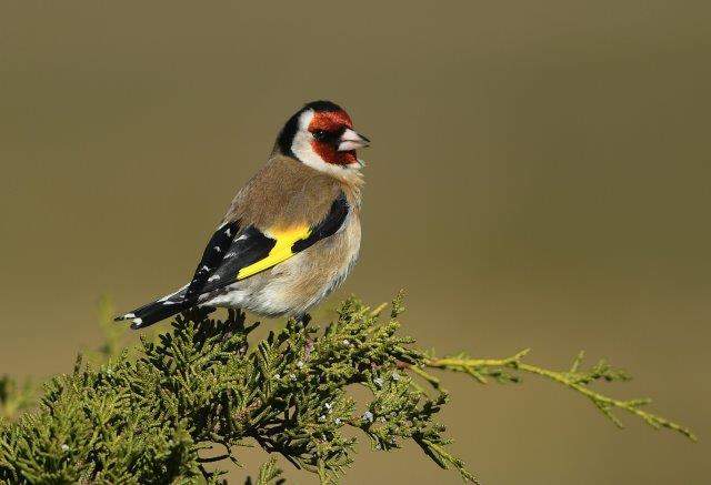 Goldfinch2