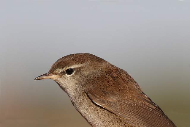 Cetti's Warbler, closeup