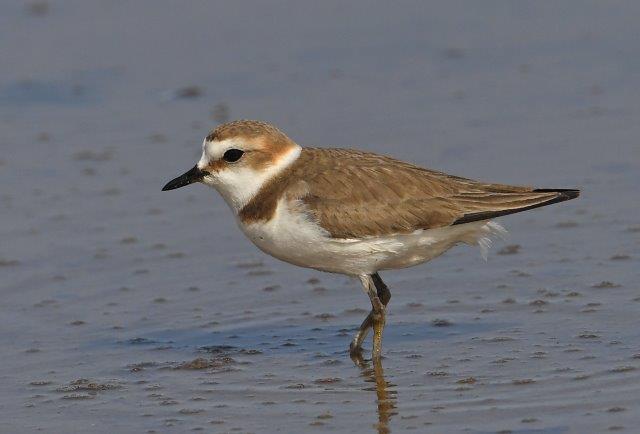 Kentish Plover - Female in breeding plumageCharadrius alexandrinus