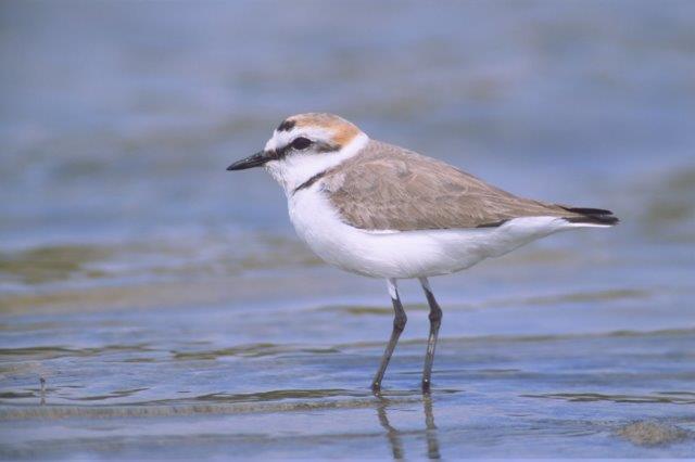 Kentish Plover- male in breeding plumage
