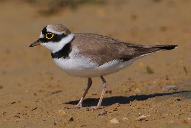 Little Ringed Plover - Charadrius dubius