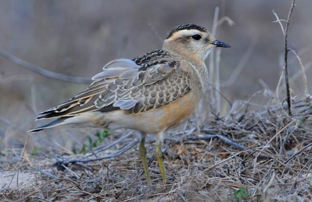 Dotterel 1