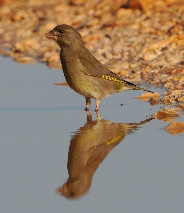 Greenfinch 1