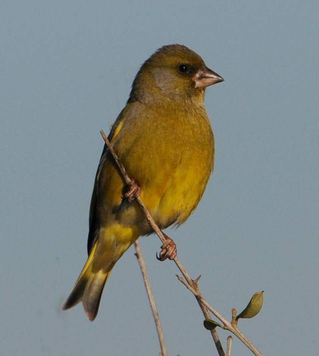 Greenfinch 2