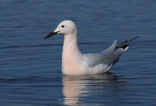 Slender-billed Gull 2