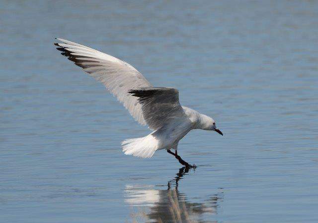 Slender-billed Gull 3