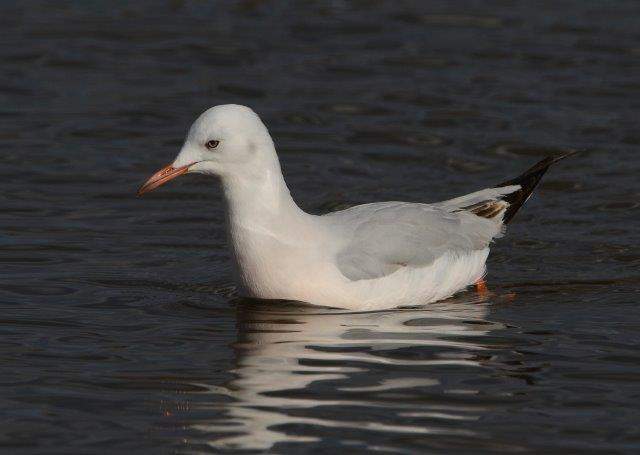 Slender-billed Gull 1