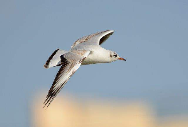 Black-headed Gull 1