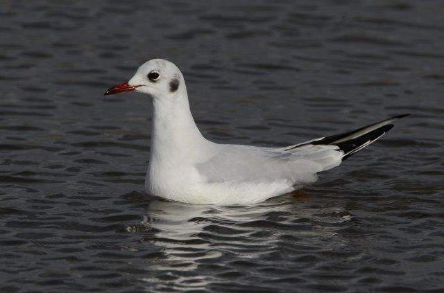 Black-headed Gull 3