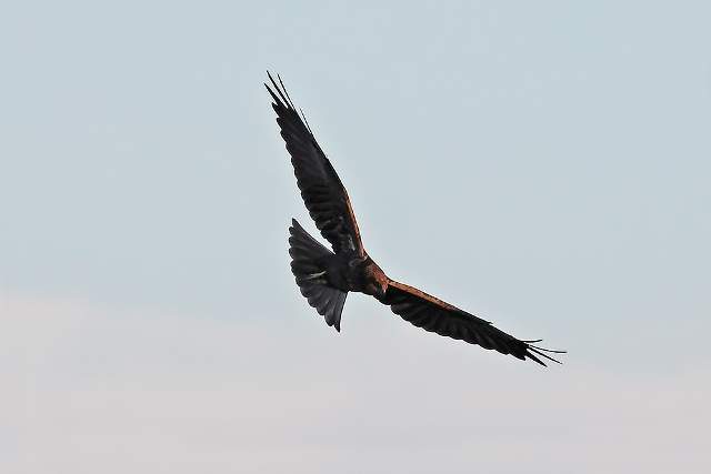 Marsh Harrier 1