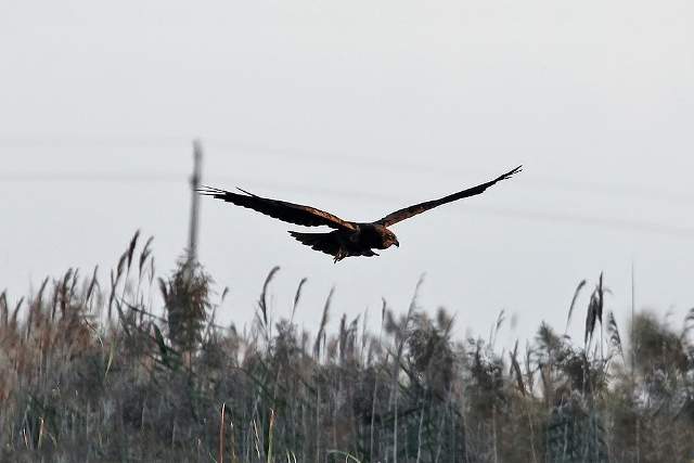 Marsh Harrier 2
