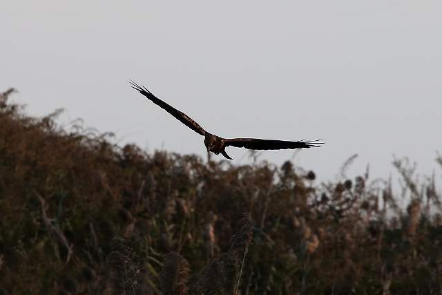Marsh Harrier 3