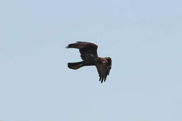 Marsh Harrier 4