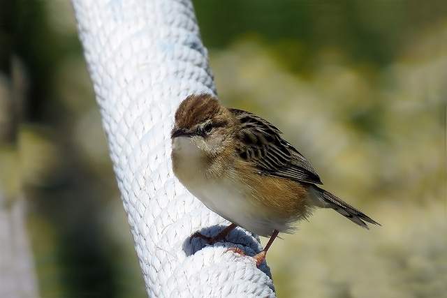 Zitting cisticola 1