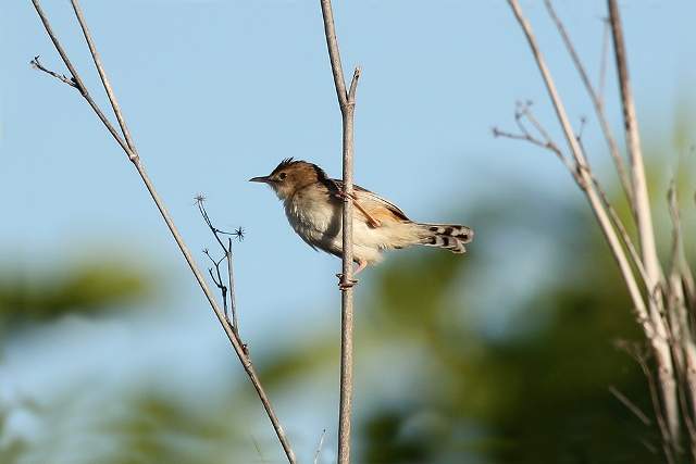 Fan-tailed Warbler 2