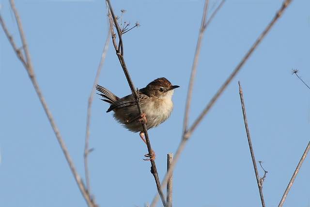 Zitting cisticola 3