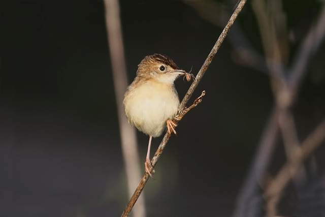 Fan-tailed Warbler 4