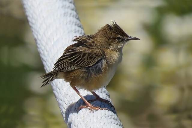 Zitting cisticola 5
