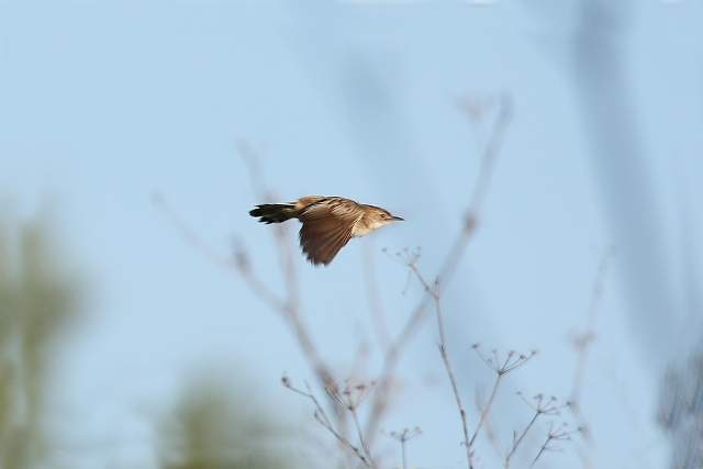Fan-tailed Warbler 6