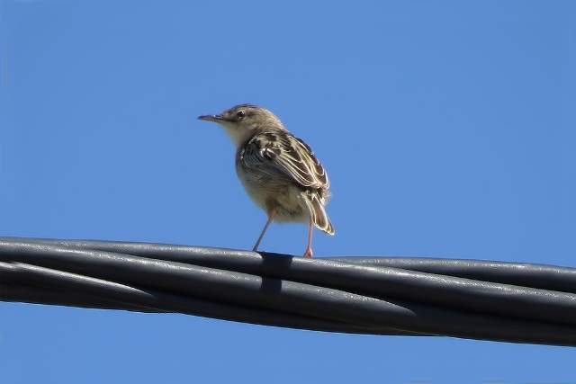 Zitting cisticola 7