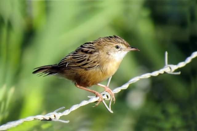 Fan-tailed Warbler 8