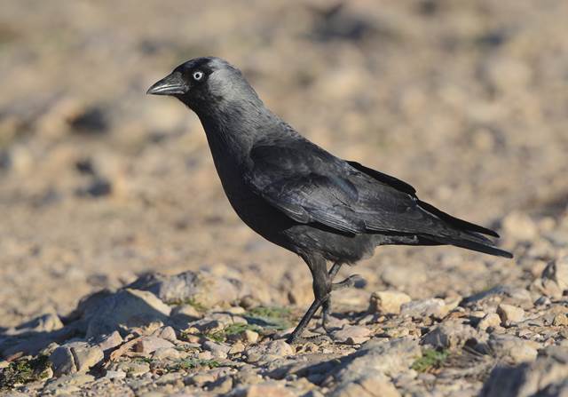 Western Jackdaw