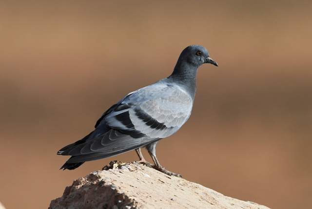Rock Dove 1