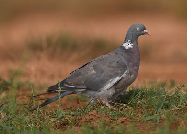 Wood Pigeon 1