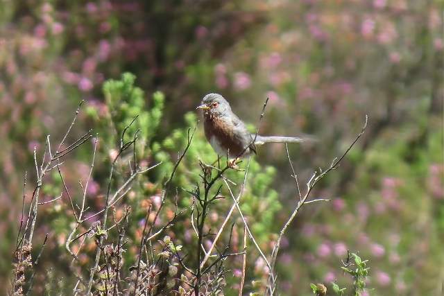 Dartford Warbler