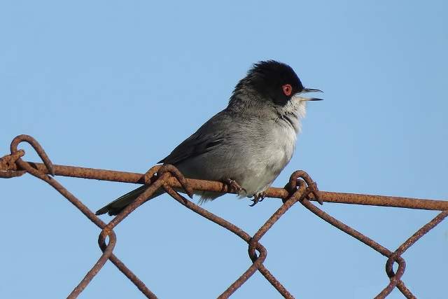 Sardinian Warbler 2